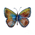 22 Clue Butterfly