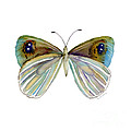 23 Blue Argyrophenga Butterfly