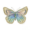 25 Alexis Butterfly