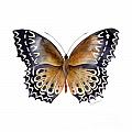 77 Cethosia Butterfly