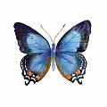 80 Imperial Blue Butterfly