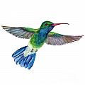 BroadBilled Fan Tail Hummingbird