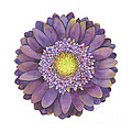 Purple Gerbera Daisy
