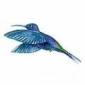 Sabrewing Hummingbird