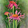 Pink Tutus - Coneflowers